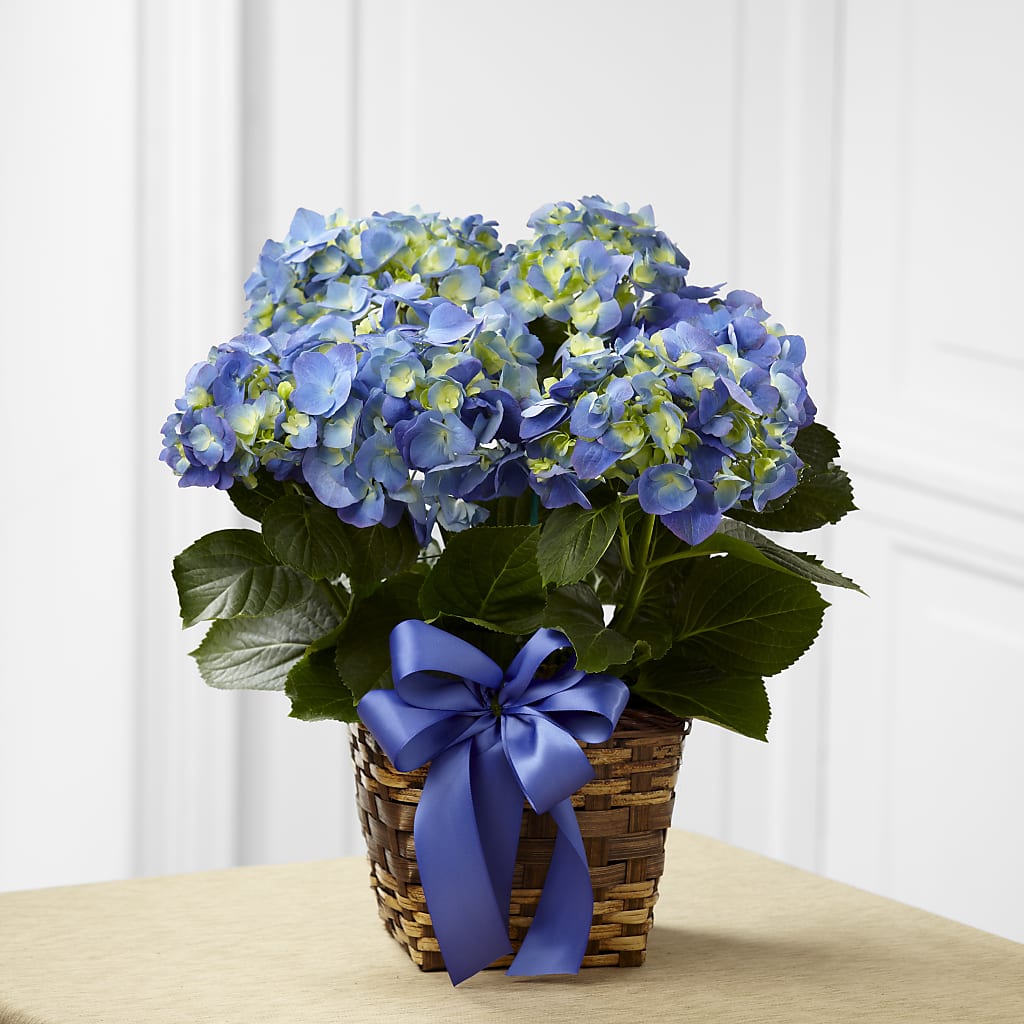 Blue Hydrangea Planter – Bloom By Tommy, Union NJ