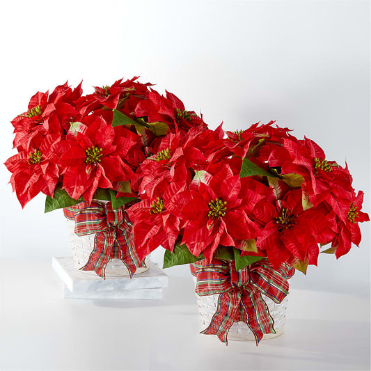 Joyeuses Fêtes : Lot de Poinsettias